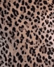 Butter Me Up Lace Boyshort ~ Leopard - Shake Your Bon Bon