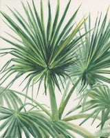 Palmettos 5" x 7" Print